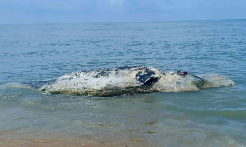 പാപ്പാളി ബീച്ചിൽ തിമിംഗലത്തിന്റെ ജഡം അടിഞ്ഞു പാപ്പാളി ബീച്ചിൽ തിമിംഗലത്തിന്റെ ജഡം അടിഞ്ഞു