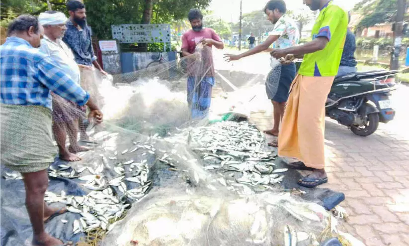 മത്സ്യത്തൊഴിലാളികള്ക്ക് സന്തോഷത്തിര; പൊന്തുവള്ളങ്ങളില് വലിയ മത്തി മത്സ്യത്തൊഴിലാളികള്ക്ക് സന്തോഷത്തിര; പൊന്തുവള്ളങ്ങളില് വലിയ മത്തി
