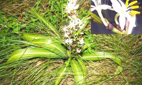 ശ​താ​വ​രി കു​ടും​ബ​ത്തി​ൽ​നി​ന്ന് പു​തി​യ വ​ന​പു​ഷ്പം പ​ശ്ചി​മ​ഘ​ട്ട​ത്തി​ൽ ക​ണ്ടെ​ത്തി