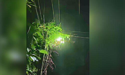 മലയോര പ്രദേശങ്ങളിലെ തെരുവ് വിളക്കുകളിൽ വള്ളിപ്പടർപ്പുകൾ മലയോര പ്രദേശങ്ങളിലെ തെരുവ് വിളക്കുകളിൽ വള്ളിപ്പടർപ്പുകൾ