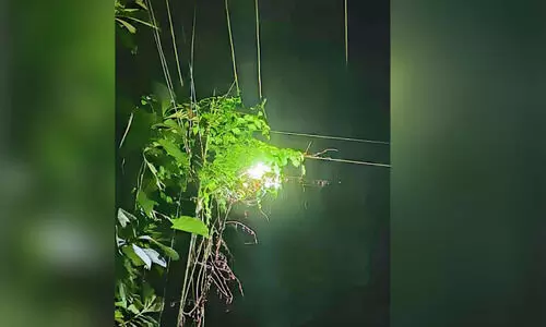 മലയോര പ്രദേശങ്ങളിലെ തെരുവ് വിളക്കുകളിൽ വള്ളിപ്പടർപ്പുകൾ മലയോര പ്രദേശങ്ങളിലെ തെരുവ് വിളക്കുകളിൽ വള്ളിപ്പടർപ്പുകൾ