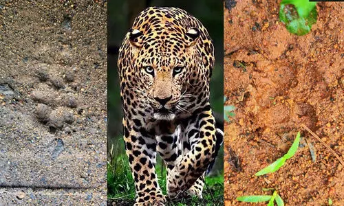 leopard in Kadampuzha, Malappuram