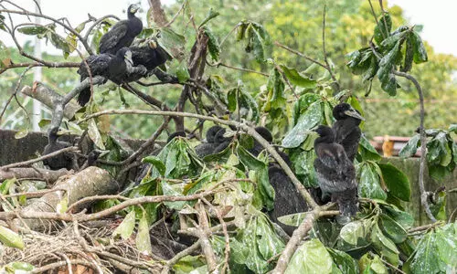 മരച്ചില്ലകൾ മുറിച്ചുമാറ്റി; ദേശാടനക്കിളികൾ വീണ്​ ചത്തു