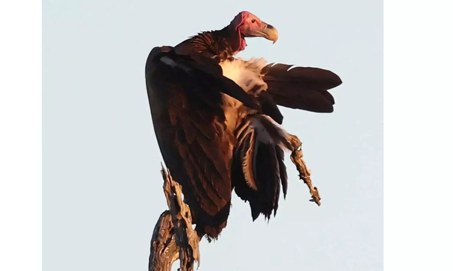 അൽ ഉലയിൽ വംശനാശ ഭീഷണി നേരിടുന്ന അപൂർവ കഴുകനെ കണ്ടെത്തി