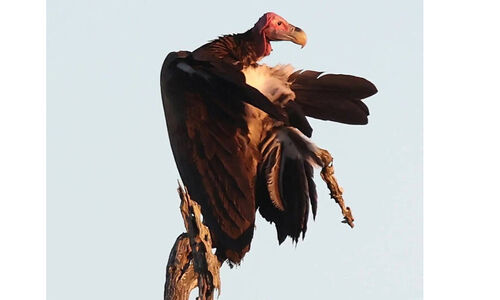 അൽ ഉലയിൽ വംശനാശ ഭീഷണി നേരിടുന്ന അപൂർവ കഴുകനെ കണ്ടെത്തി