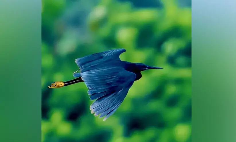 ആഫ്രിക്കയിൽനിന്ന് സ്ഥിരീകരണം; കരിങ്കൊക്ക് വഴിതെറ്റിയെത്തിയത് ആഫ്രിക്കയിൽനിന്ന് സ്ഥിരീകരണം; കരിങ്കൊക്ക് വഴിതെറ്റിയെത്തിയത്
