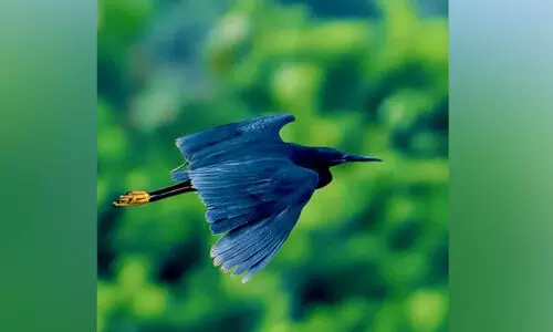 ആഫ്രിക്കയിൽനിന്ന് സ്ഥിരീകരണം; കരിങ്കൊക്ക് വഴിതെറ്റിയെത്തിയത്​