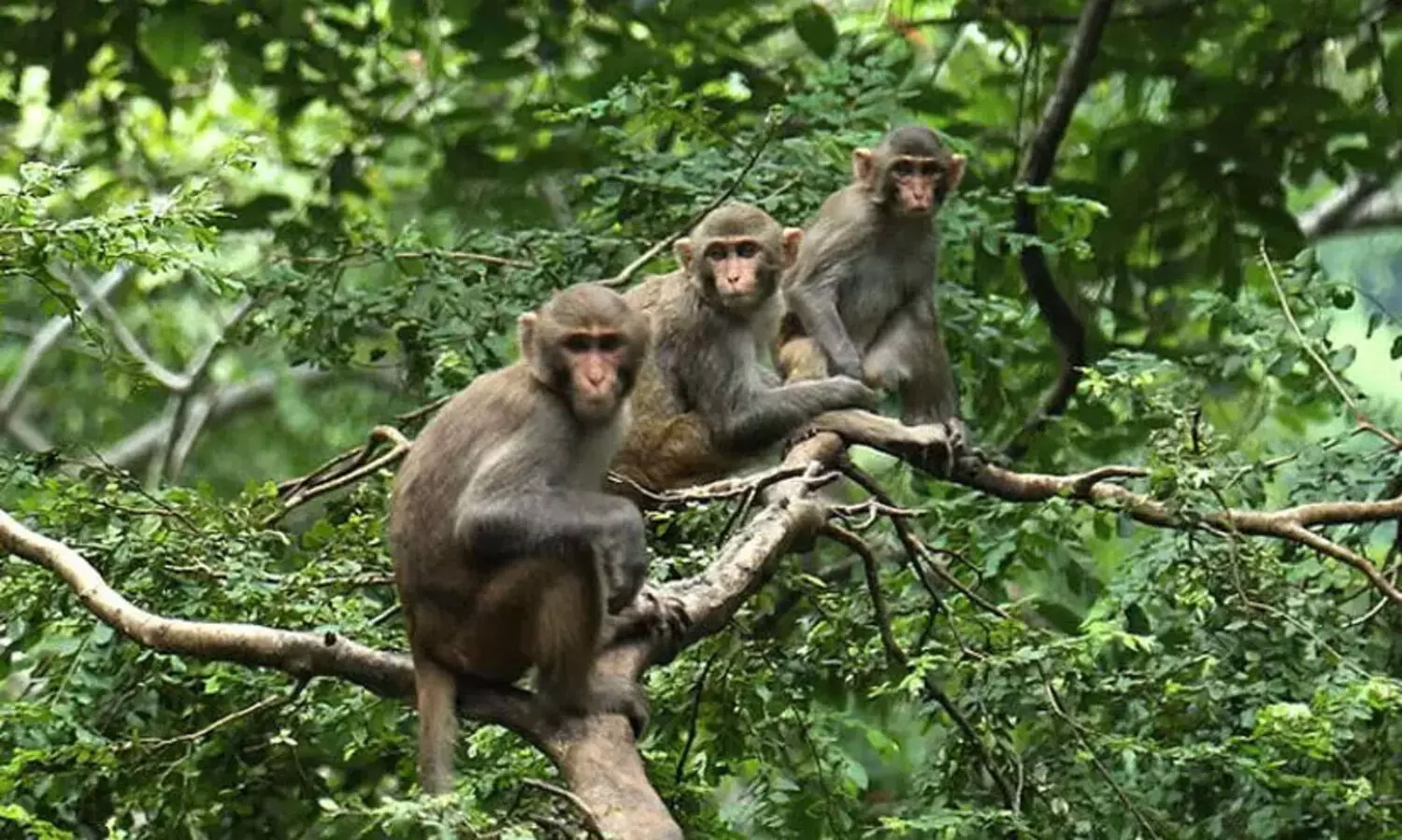 മനുഷ്യ-വന്യജീവി സംഘർഷം, ജില്ലയിൽ 7202 പരാതികൾ; 254 എണ്ണത്തിന് പരിഹാരം