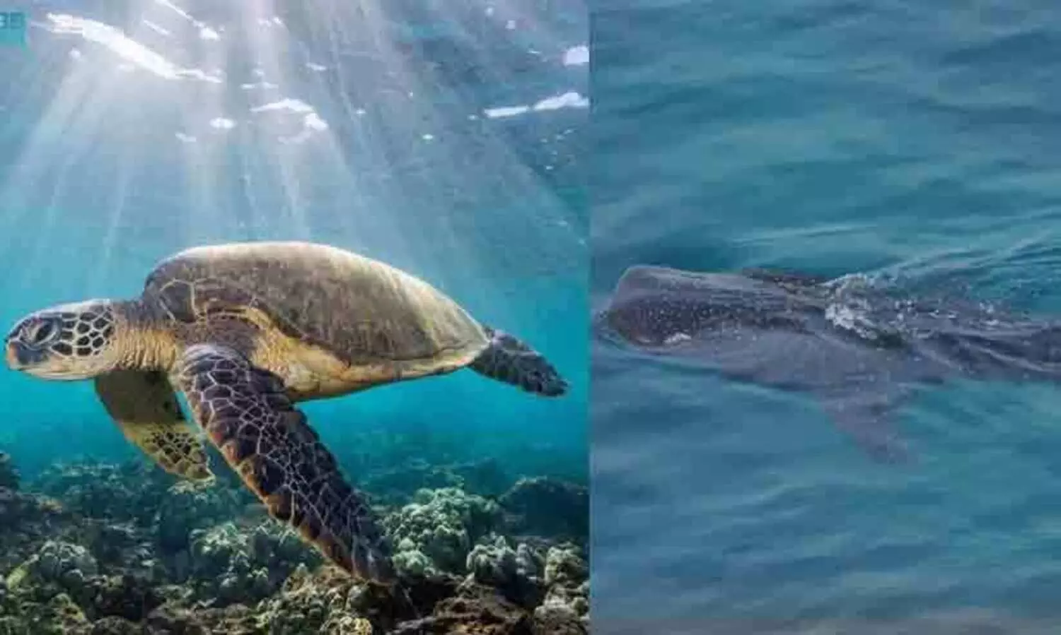 saudi Arabia,Red Sea,Biodiversity,Marine conservation,Environmental protection,Ecosystem preservation, സൗദി അറേബ്യ, ജിദ്ദ, കടലാമ