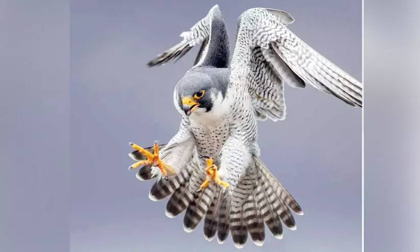 കാണാതായ ഫാൽക്കണുകളെ വീണ്ടെടുക്കാം കാണാതായ ഫാൽക്കണുകളെ വീണ്ടെടുക്കാം