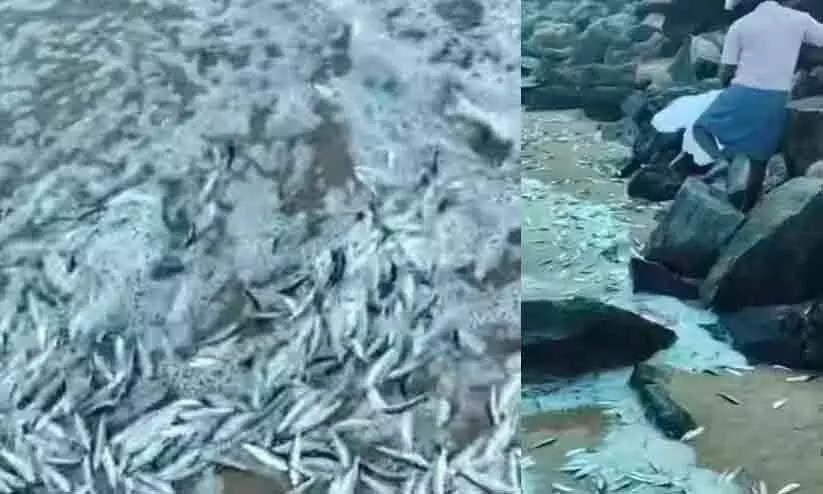 Chakara in payyampalam beach Chakara in payyampalam beach