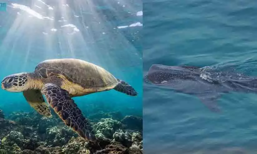 saudi Arabia,Red Sea,Biodiversity,Marine conservation,Environmental protection,Ecosystem preservation, സൗദി അറേബ്യ, ജിദ്ദ, കടലാമ saudi Arabia,Red Sea,Biodiversity,Marine conservation,Environmental protection,Ecosystem preservation, സൗദി അറേബ്യ, ജിദ്ദ, കടലാമ