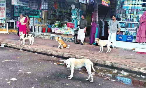 ന​ഗ​രം കൈ​യട​ക്കി തെ​രു​വു​നാ​യ്ക്ക​ൾ
