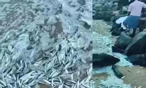 Chakara in payyampalam beach