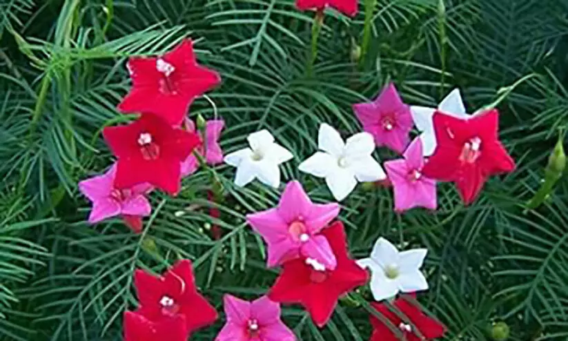 ആ​കാ​ശ മു​ല്ല