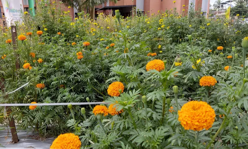 കാഴ്ചവിരുന്നൊരുക്കി പൂപ്പാടം