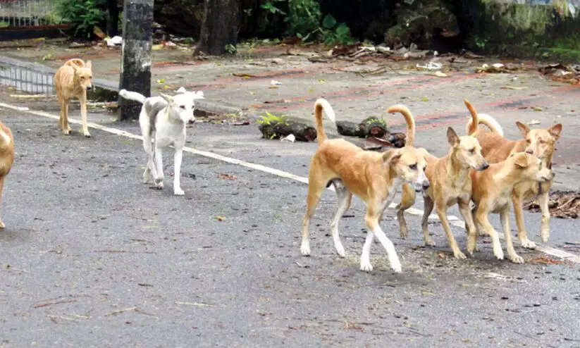 പരവൂരിൽ തെരുവുനായ് ശല്യം രൂക്ഷം പരവൂരിൽ തെരുവുനായ് ശല്യം രൂക്ഷം