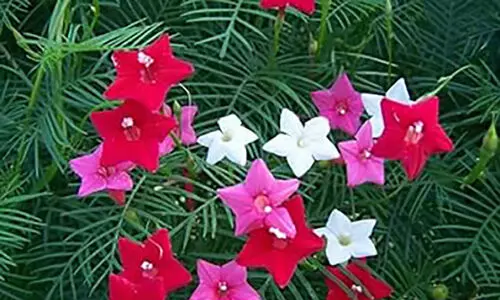 ആ​കാ​ശ മു​ല്ല