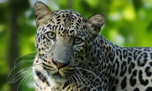 മണക്കാട്ടൂപ്പുഴയിൽ പുലി