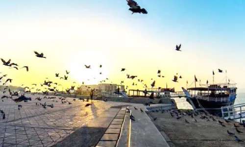 അൽ സർഫ നക്ഷത്രമുദിച്ചു; പകൽ സമയത്തെ ചൂട് കുറയും