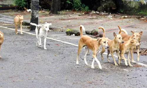 പരവൂരിൽ തെരുവുനായ് ശല്യം രൂക്ഷം പരവൂരിൽ തെരുവുനായ് ശല്യം രൂക്ഷം