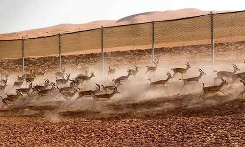 Specially protected animals in Saudi Arabia