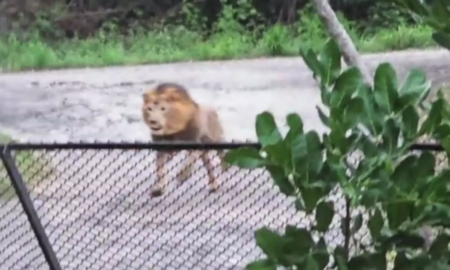 മൃഗശാലയിൽനിന്ന് കാണാതായ സിംഹം തനിയെ തിരിച്ചെത്തി കൂട്ടിൽ കയറി