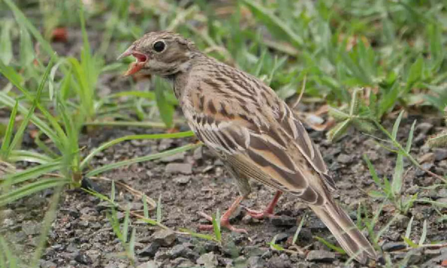 ആഫ്രിക്കയിലേക്കുള്ള ദേശാടന പാതയിൽ വഴി തെറ്റിയെത്തി അപൂർവ യൂറോപ്യൻ പക്ഷി