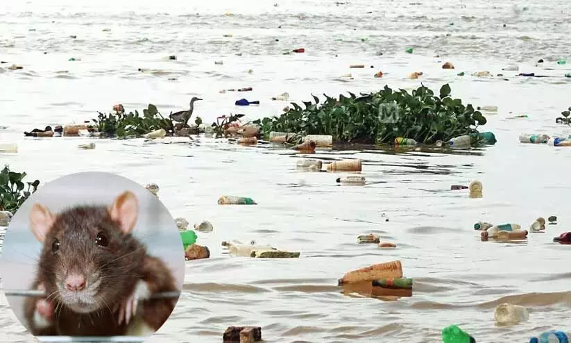 വേമ്പനാട്ടുകായൽ എലിപ്പനിയുടെ പ്രഭവ കേന്ദ്രമാകുന്നുവെന്ന് പഠനം; കേരളത്തിൽ മരണം കൂടുന്നു വേമ്പനാട്ടുകായൽ എലിപ്പനിയുടെ പ്രഭവ കേന്ദ്രമാകുന്നുവെന്ന് പഠനം; കേരളത്തിൽ മരണം കൂടുന്നു