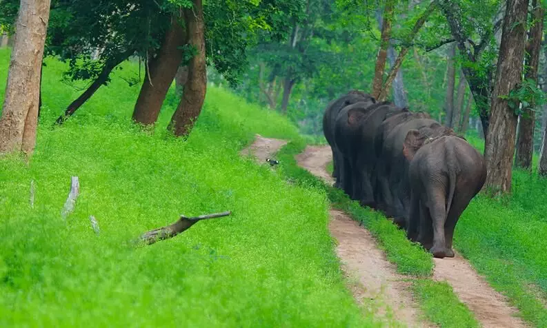 വനാതിർത്തി നിർണയം പൂർത്തിയായില്ല; 840 കി.മി. ജണ്ട ബാക്കി