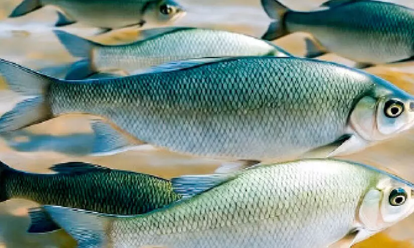 തി​രു​നാ​വാ​യ​യി​ൽ വം​ശ​നാ​ശ ഭീ​ഷ​ണി നേ​രി​ട്ട് നാ​ട​ൻ മ​ത്സ്യ​ങ്ങ​ൾ; ജ​ലാ​ശ​യ​ങ്ങ​ളി​ൽ പ​ല മ​ത്സ്യ​ങ്ങ​ളെ​യും കാ​ണാ​താ​വു​ന്ന​താ​യി പ​ഠ​നം