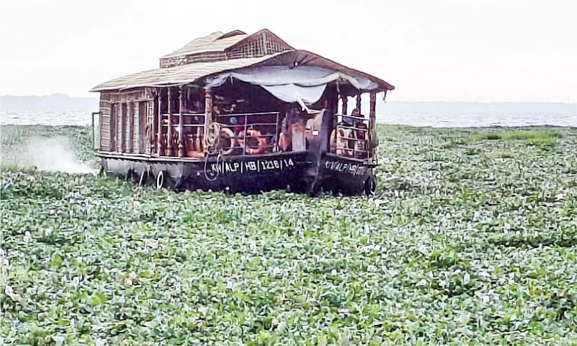 പോളമൂടി വേമ്പനാട്ട്​ കായൽ; ജീവിതം മങ്ങി തൊഴിലാളികൾ