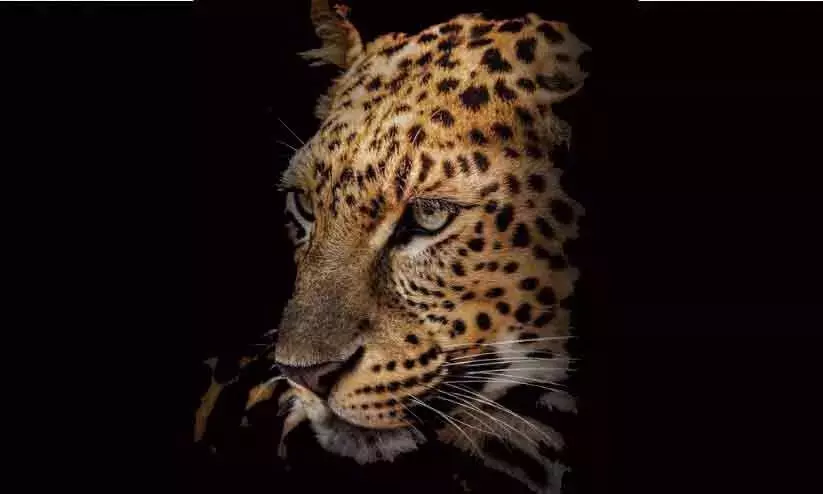 ഒടുവങ്ങാട്ട് പുലി വളർത്തുനായെ കൊന്നു; ജനം ഭീതിയിൽ