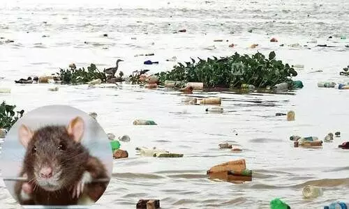 വേമ്പനാട്ടുകായൽ എലിപ്പനിയുടെ പ്രഭവ കേന്ദ്രമാകുന്നുവെന്ന് പഠനം; കേരളത്തിൽ മരണം കൂടുന്നു