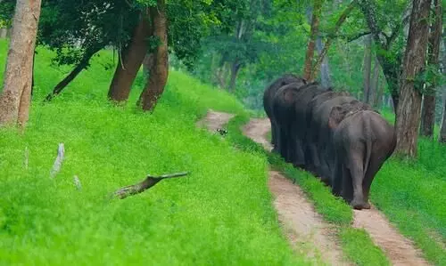 വനാതിർത്തി നിർണയം പൂർത്തിയായില്ല; 840 കി.മി. ജണ്ട ബാക്കി