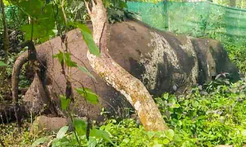 പാലപ്പിള്ളി നടാംപാടത്ത് കാട്ടാനയുടെ ജഡം