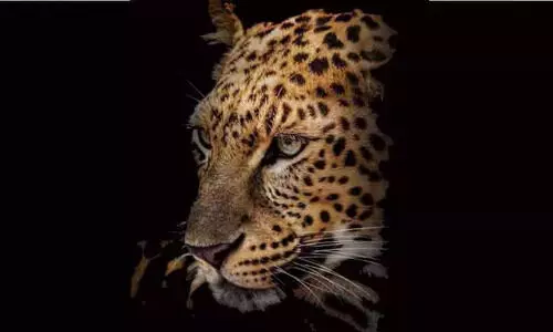 ഒടുവങ്ങാട്ട് പുലി വളർത്തുനായെ കൊന്നു; ജനം ഭീതിയിൽ