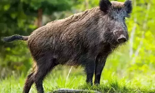 തി​രു​വേ​ഗ​പ്പു​റ ഗ്രാ​മ​പ​ഞ്ചാ​യ​ത്തി​ൽ ഒ​റ്റ​ദി​വ​സം 43 പ​ന്നി​ക​ളെ വെ​ടി​വെ​ച്ചു​കൊ​ന്നു