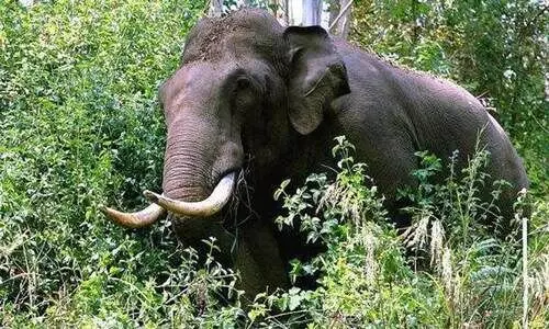 ചിന്നക്കനാലിൽ കാട്ടാന ആക്രമണം; ഒരാൾ കൊല്ലപ്പെട്ടു, മൃതദേഹത്തിനരികിൽ തമ്പടിച്ച് കാട്ടാനക്കൂട്ടം, തുരത്താനുള്ള ശ്രമം തുടങ്ങി