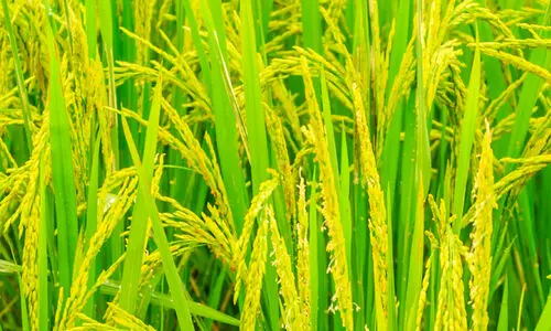 നെല്ല്​ സംഭരണം അടുത്തയാഴ്ച തുടങ്ങും