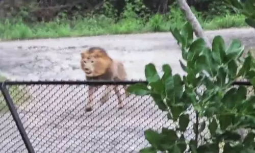 മൃഗശാലയിൽനിന്ന് കാണാതായ സിംഹം തനിയെ തിരിച്ചെത്തി കൂട്ടിൽ കയറി
