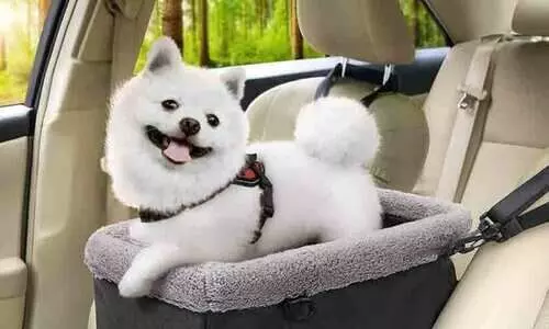 Tax,Dog,Bill,City,Pet ownership, നായ് നികുതി, ഇറ്റലി, നികുതി നിയമം