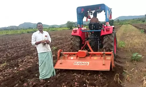 നിലക്കാത്ത മഴയിൽ വിളനാശവും വിലത്തകർച്ചയും; ഉള്ളി കൃഷിയിടങ്ങളിൽ തന്നെ കുഴിച്ചു മൂടി കർഷകർ