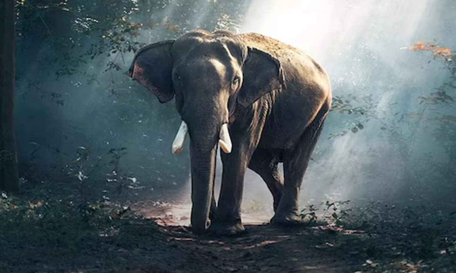 കാട്ടാനക്കലി, പത്ത്​ മാസത്തിൽ പൊലിഞ്ഞത്​ അഞ്ച് ജീവൻ