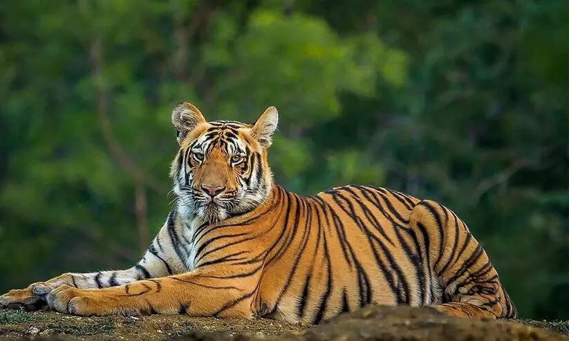 എം.എം ഹിൽസ് കടുവ സംരക്ഷണ കേന്ദ്ര പദ്ധതി,  പ്ര​തി​ഷേ​ധവുമായി ക​ർ​ഷ​ക​ർ