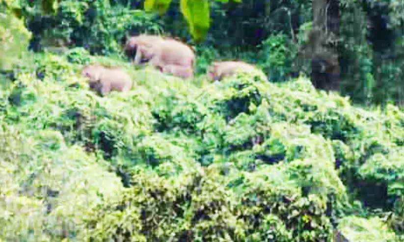 അ​ഭ​യ​ഗി​രി​യി​ൽ കാ​ട്ടാ​ന​ക്കൂ​ട്ട​മി​റ​ങ്ങി; വ്യാ​പ​ക കൃ​ഷി​നാ​ശം