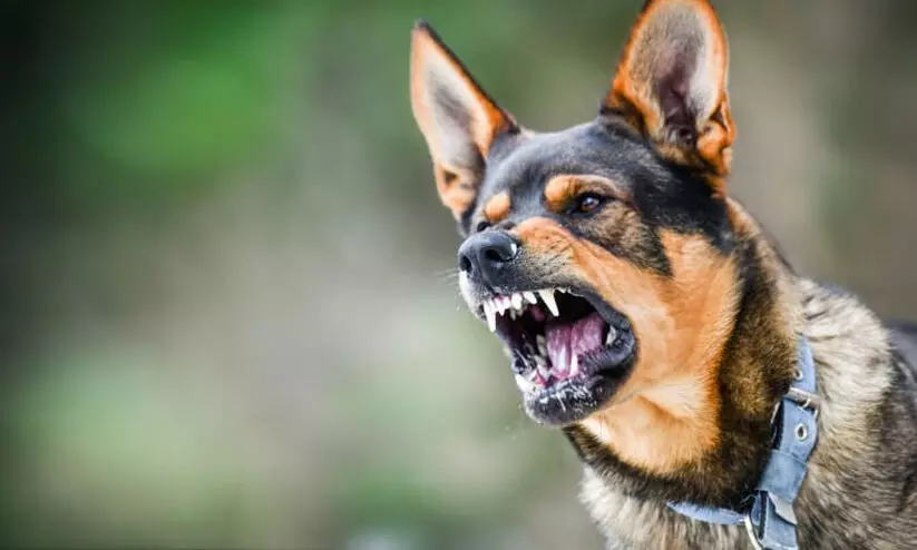 പേവിഷബാധയേറ്റ നായ കടിച്ച അന്തർസംസ്ഥാന തൊഴിലാളിയെ കണ്ടെത്താൻ തീവ്രശ്രമം