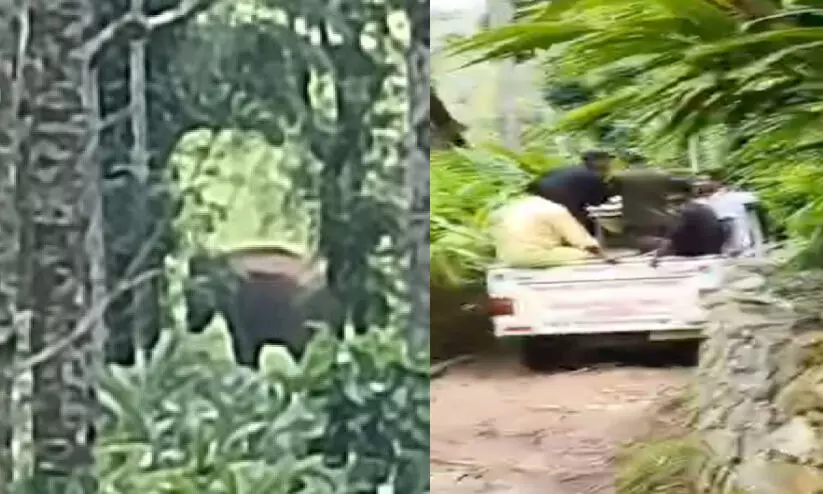 (1)വേലുച്ചാമിയെ കൊലപ്പെടുത്തിയ ചക്കക്കൊമ്പൻ എന്ന കാട്ടാന(2)വേലുച്ചാമിയുടെ മൃതദേഹം എസ്റ്റേറ്റിൽ നിന്ന് പുറത്തേക്ക് കൊണ്ടുപോകുന്നു