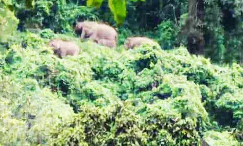 അ​ഭ​യ​ഗി​രി​യി​ൽ കാ​ട്ടാ​ന​ക്കൂ​ട്ട​മി​റ​ങ്ങി; വ്യാ​പ​ക കൃ​ഷി​നാ​ശം