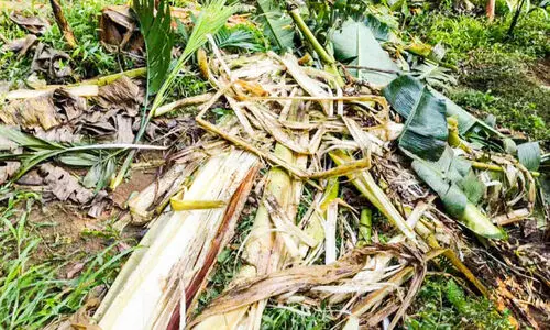 കാപ്പുപറമ്പ് ജനവാസ മേഖലയിൽ ഒറ്റയാൻ;ഭീതിയിൽ ജനം കാപ്പുപറമ്പ് ജനവാസ മേഖലയിൽ ഒറ്റയാൻ;ഭീതിയിൽ ജനം